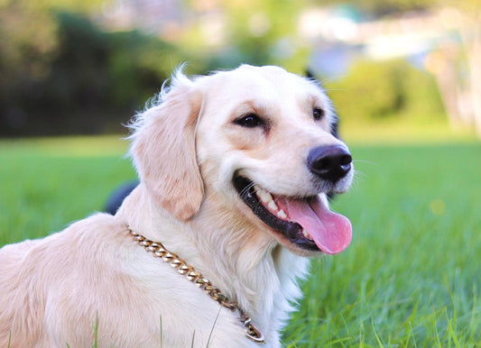 The Best Ways to Reduce your Dog's Carbon Pawprint, featuring Luna the golden retriever pup ambassador for Pearly Bites
